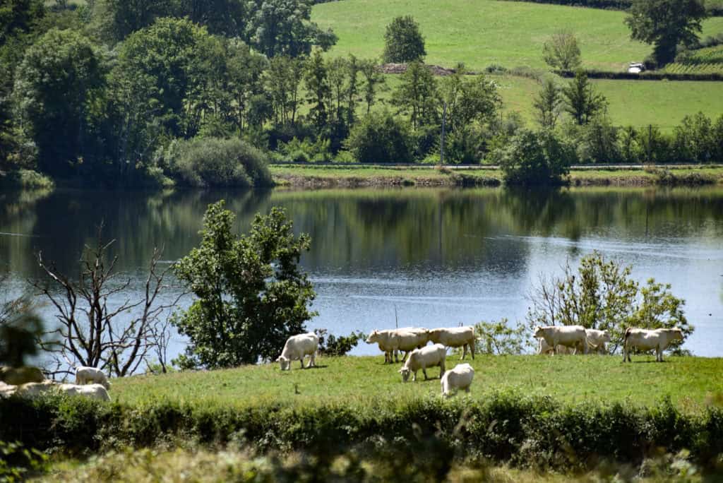 small lake of pannecière in the morvan massif (france) and charolais cows in the foreground meadows