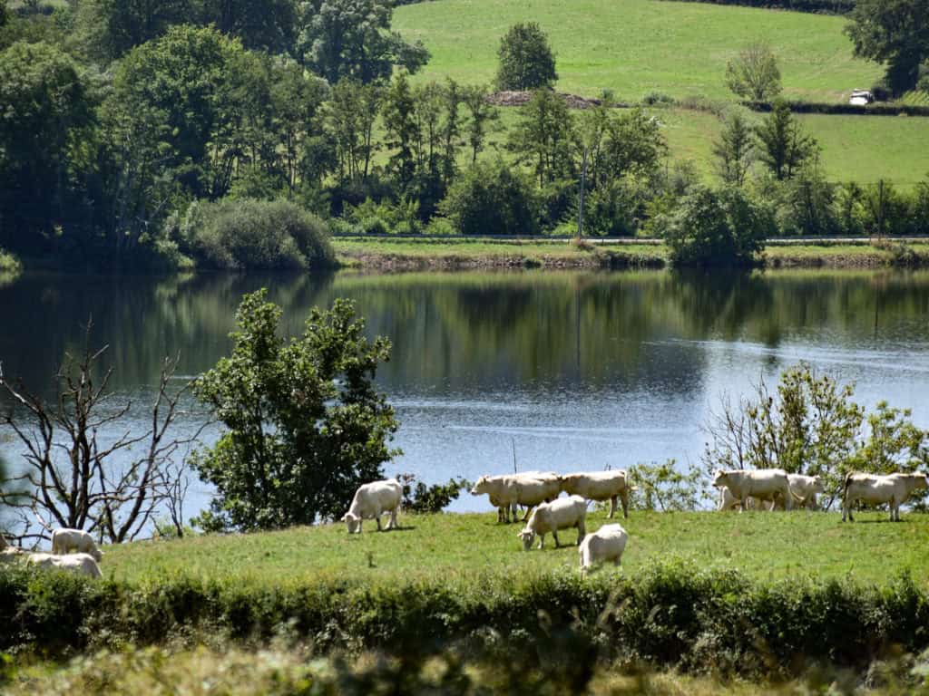 petit lac de pannecière dans le massif du morvan (france) et vaches charolaises dans les prés au premier plan