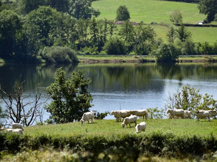 petit lac de pannecière dans le massif du morvan (france) et vaches charolaises dans les prés au premier plan